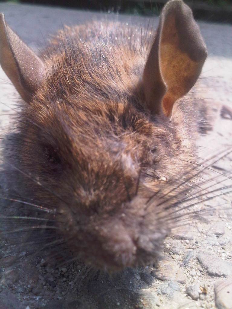 Ugens Rotte 25 april