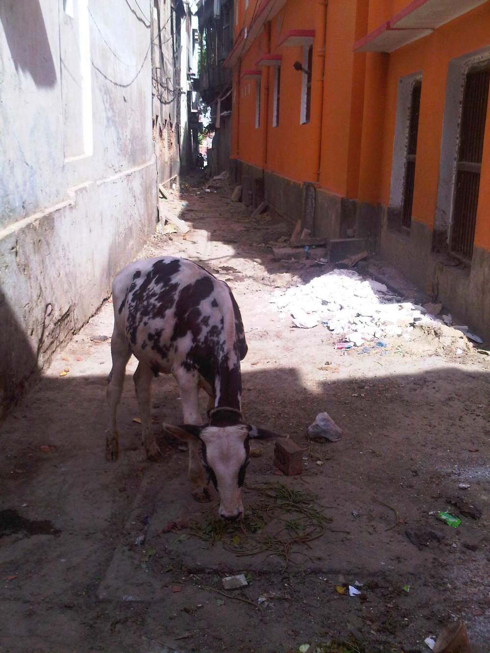 Blomsterkrans til dessert. Velsignet, naturligvis
